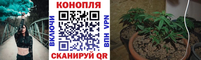 Канабис планчик  Купить  Светлогорск 